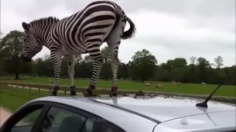 Zebra’s toilet has a stinky poo by derivativequaff