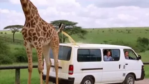 Giraffe covers the van with a wee wee by derivativequaff
