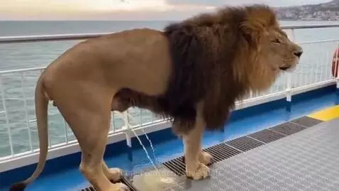 A lion finds a ferry and gets the ferry wee weed by derivativequaff