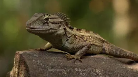 Close-up of a green and brown lizard with a spiky crest resting on a textured rock.